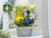 Frühling im Zimmer: Narcissus (Narzissen), Primula acaulis, elatior (Primel)