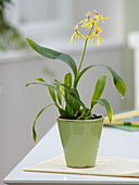 Encyclia cochleata (Enzyclia-Orchidee)