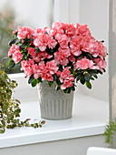 Rhododendron simsii 'Christine Magic' (Zimmerazalee)