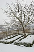 Snowy cottage garden in winter: Buxus edging