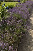 Blühende Lavandula (Lavendel-Hecke)