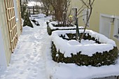 Snow-covered beds with Buxus (boxwood) hedges