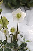 Helleborus niger (Christrose) im Schnee