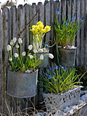 Metalltöpfe mit Muscari (Traubenhyazinthen), Iris danfordiae (Gelbe Iris)