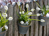 Metal pots with muscari 'album' (grape hyacinth) on garden fence