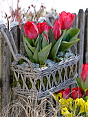 Tulipa 'Couleur Cardinal' (Rote Tulpen) in Korb-Kasten an Zaun gehängt