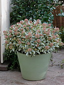 Skimmia 'Magic Marlot' (flowering skimmia) with variegated leaves