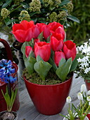 Tulipa 'Couleur Cardinal' (rote Tulpen) in rotem Übertopf