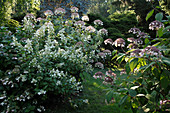 Hydrangea paniculata 'Kyushu'(Rispen-Hortensie), Hydrangea sargentiana (Samt-Hortensie)