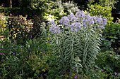 Phlox paniculata 'Nora Leigh' (flammenblume)