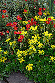 Helianthemum 'Red Orient' (Sonnenröschen) mit Sedum floriferum 'Weihenstephaner Gold' (Mauerpfeffer)