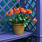 Tulipa 'Ad Rem' im Terrakotta-Topf kontrastiert mit malvenfarbener Spalierlaube
