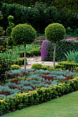 Formschnitt im Garten des keltischen Kreuzknotens mit Teucrium, Santolina, Berberis thunbergii 'Atropurpurea Nana' und Buxus sempervirens