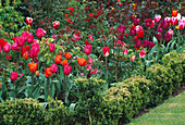 Mixed BORDER of TULIPS PLANTED with ROSES AND SURROUNDED by BUXUS SEMPERVIRENS. THE ABBEY HOUSE, WILTSHIRE.