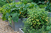 Container aus verzinktem Stahl, bepflanzt mit blühenden Zucchini, Melissa officinalis und Artemisia