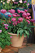 TERRACOTTA Container PLANTED with Tulipa 'LILAC PERFECTION'. THE NICHOLS GDN, READING