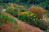 Präriebepflanzung mit Liatris spicata 'Alba', Helenium 'Moerheim Beauty', Calamagrostis 'Karl Foerster', Verbascum olympicum, Achillea 'Coronation Gold' und Crocosmia