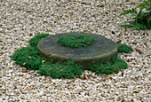 SHARPENING STONE with CHAMAEMELUM Nobile (CAMOMILE) SURROUNDED by GRAVEL IN Clare MATTHEWS Garden, READING.