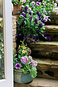 Blick aus der Küchentür auf die Treppe mit einer Gruppe von Töpfen, die mit Stiefmütterchen, Nicotiana 'Lime Green' und Primeln bepflanzt sind