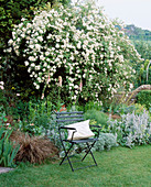 A PLACE TO SIT: WOODEN CHAIR with CUSHION On THE LAWN with ROSE RAMBLING RECTOR IN FULL FLOWER BEHIND. THE White HOUSE, Sussex