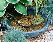 SMALL TURQUOISE Bowl of Water CREATES A MINIATURE POND. with HOSTA, FESTUCA AND NYMPHAEA. GODSTONE GARDENERS CLUB. CHELSEA