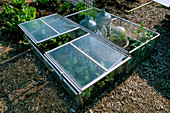 Cold Frames