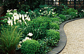 NICHOLS' SHADY White Front Garden with PLANTING of Dicentra SPECTABILIS 'Alba', Tulipa 'SPRING Green', Box Ball, MATTEUCCIA STRUTHIOPTERIS, Tulipa 'White Triumphator'