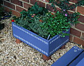 Blue wooden box decorated with white flowers planted with Viola Laura Cawthorne, Strawberry 'Viva Rosa', Thymus 'Silver Posie' and Helichrysum italicum