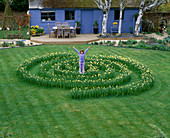 Narzissenlabyrinth im Gras mit Narcissus 'Yellow Cheerfulness' im frühen Wachstumsstadium