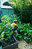CONNIE HARVESTING SPINACH IN THE CHILDRENS POTAGER