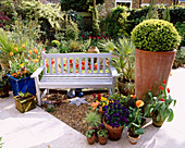 Hinterer Garten mit Marmorboden, Terrakottatopf mit Buchsbaumkugel, blauer Bank, Tulipa 'Jester' und 'Redshine'