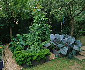 THE DECORATIVE CHILDRENS POTAGER with PARSLEY, CABBAGE, RUNNER Beans AND COURGETTES