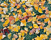 FROSTED LEAVES of Ginkgo BILOBA On THE LAWN at ENGLEFIELD HOUSE, Berkshire