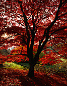 Ein wunderschöner japanischer Ahorn in Herbstfärbung im Waldgebiet