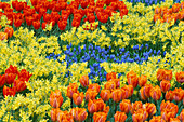 Muscari 'SUPERSTAR', NARCISSUS HAWERA, Tulipa 'PRINSES Irene' AND Tulipa 'FIRE Queen' . FLORIADE 2002, Holland