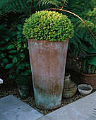 Terrakotta-Topf mit Buchsbaum bepflanzt