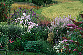 LAUNA SLATTERS Garden, OXFORDSHIRE: BORDER with Pink BUDDLEJA, GALEGA OFFICINALIS, Lavatera, ALLIUM CHRISTOPHII, BERBERIS, ERYNGIUM AND BUDDLEJA 'LOCHINCH'
