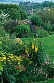 LAUNA SLATTERS Garden, OXFORDSHIRE: BORDER with EREMURUS BUNGEI, SPIRAEA, DIASCIA RIGESCENS AND Achillea 'Moonshine'
