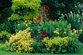 LAUNA SLATTERS Garden OXFORDSHIRE: Yellow AND Red BORDER with ROBINIA Frisia, HEMEROCALLIS, ALCHEMILLA MOLLIS, DAHLIA 'BISHOP of LLANDAF' , EUONYMUS 'Emerald N Gold'