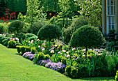Beet am Haus, bepflanzt mit Tulipa 'Queen of Night', Tulipa 'Angelique' und beschnittener Phillyrea angustifolia