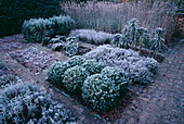 FROSTED CABBAGES, Verbena BONARIENSIS AND Box BALLS IN THE POTAGER at THE LANCE HATTATT DESIGN Garden at ARROW Cottage, Herefordshire