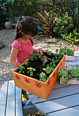 Nancy PLANTING LETTUCE INTO THE VEGETABLE BOX. Clare MATTHEWS PROJECT