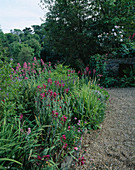 Designer: JANE RUSSELL, MILLE FLEURS, Guernsey: BORDER OUTSIDE THE Old Front DOOR with GLADIOLUS COMMUNIS BYZANTINUS, SISYRINCHIUM AND CENTRANTHUS RUBER