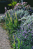 Beet am Haus, bepflanzt mit Sisyrinchium striatum, Convolvulus sabatius, Helichrysum petiolare und Linaria 'Canon Went'