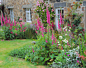 Cottage-Garten in Guernsey mit Fingerhut und Gladiolus communis byzantinus