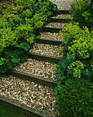 GRAVEL AND SLEEPER PATH SURROUNDED by ALCHEMILLA MOLLIS at THE FOVANT Hut, Wiltshire