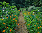 Sonnenblumenblätter und Ringelblumen im Hadspen House Garden, Somerset