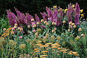 Hauptbeet im Sommer mit Delphinium 'Rosemary Brock', Achillea terracotta, Allium purple sensation und Centaurea pulcherrima 'Pulchra Major'