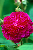 Rosa gallica 'Bossuet'