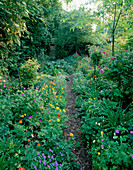 Ein Weg durch den alten Obstgarten, gesäumt von einfachen und gefüllten Formen von Meconopsis cambrica, Viola und Geranium nodosum